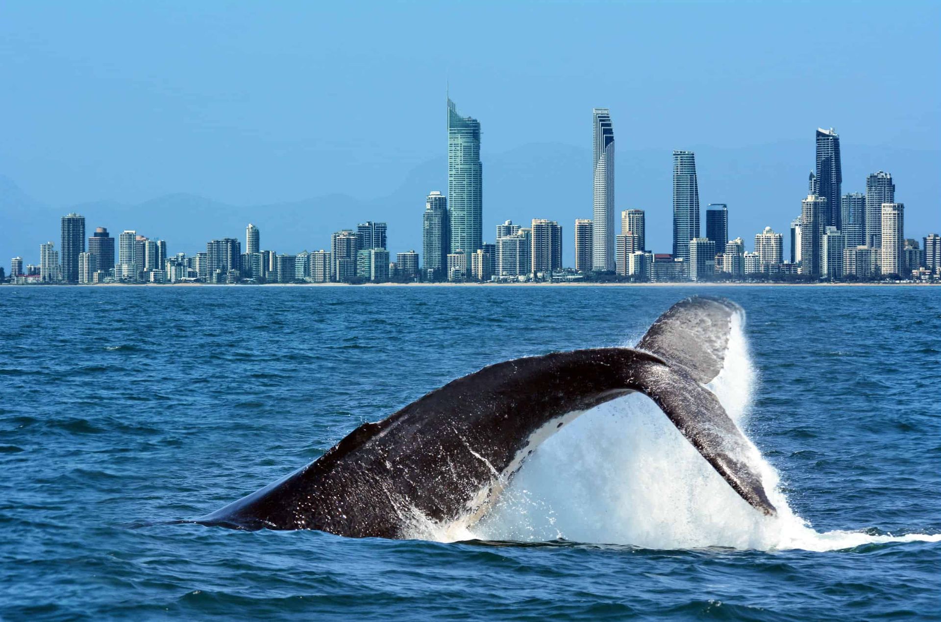 5D/6D/8D Gold Coast Theme Park Special + Tangalooma