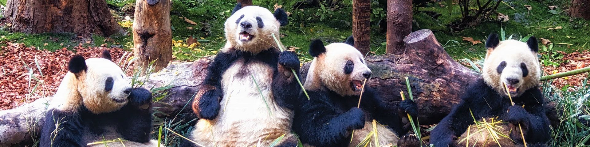 ๐จ๐ณ Chengdu
